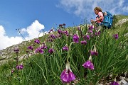 21 Aglio d'Insubria (Allium insubricum)